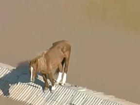 Cavalo em cima de telhado de casa submersa no Rio Grande do Sul